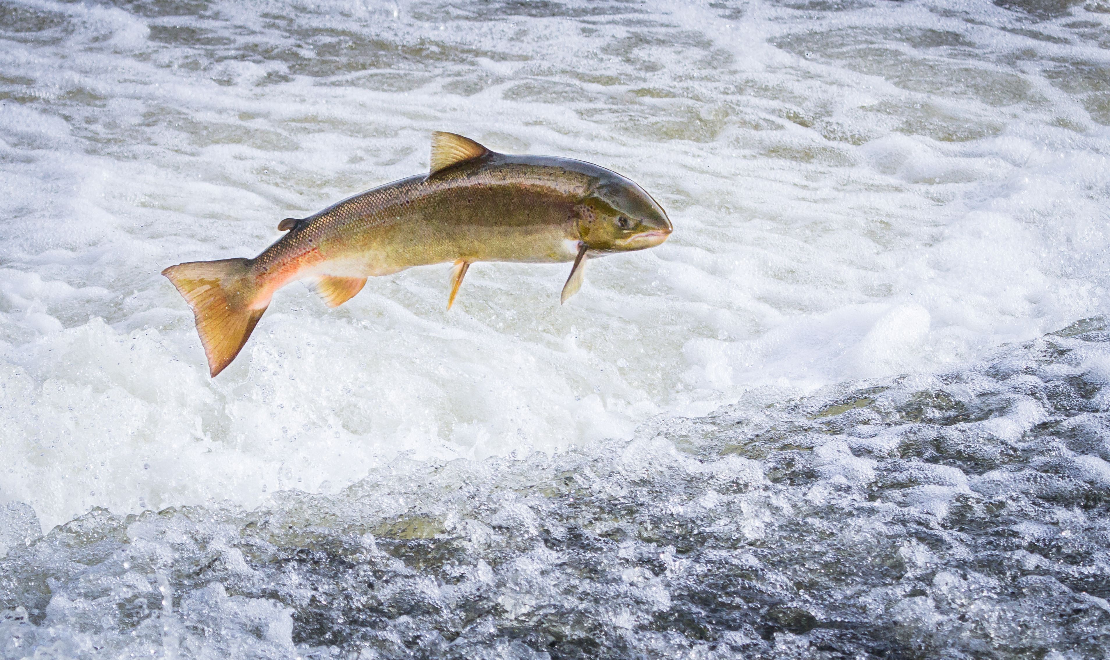 Salmon leaping in river