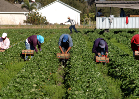 fruit_pickers