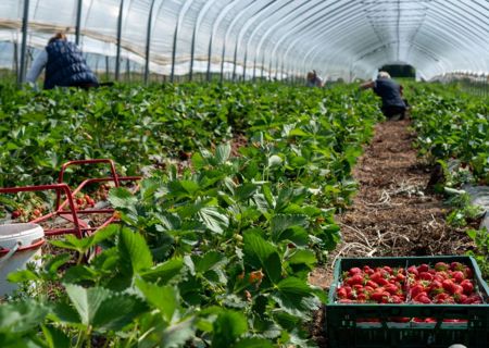 fruit_picking