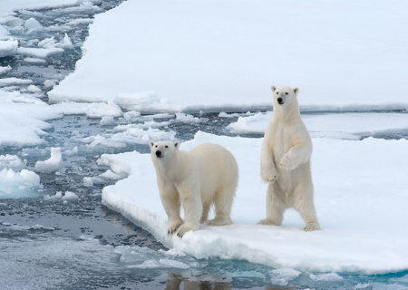 Polar Bears