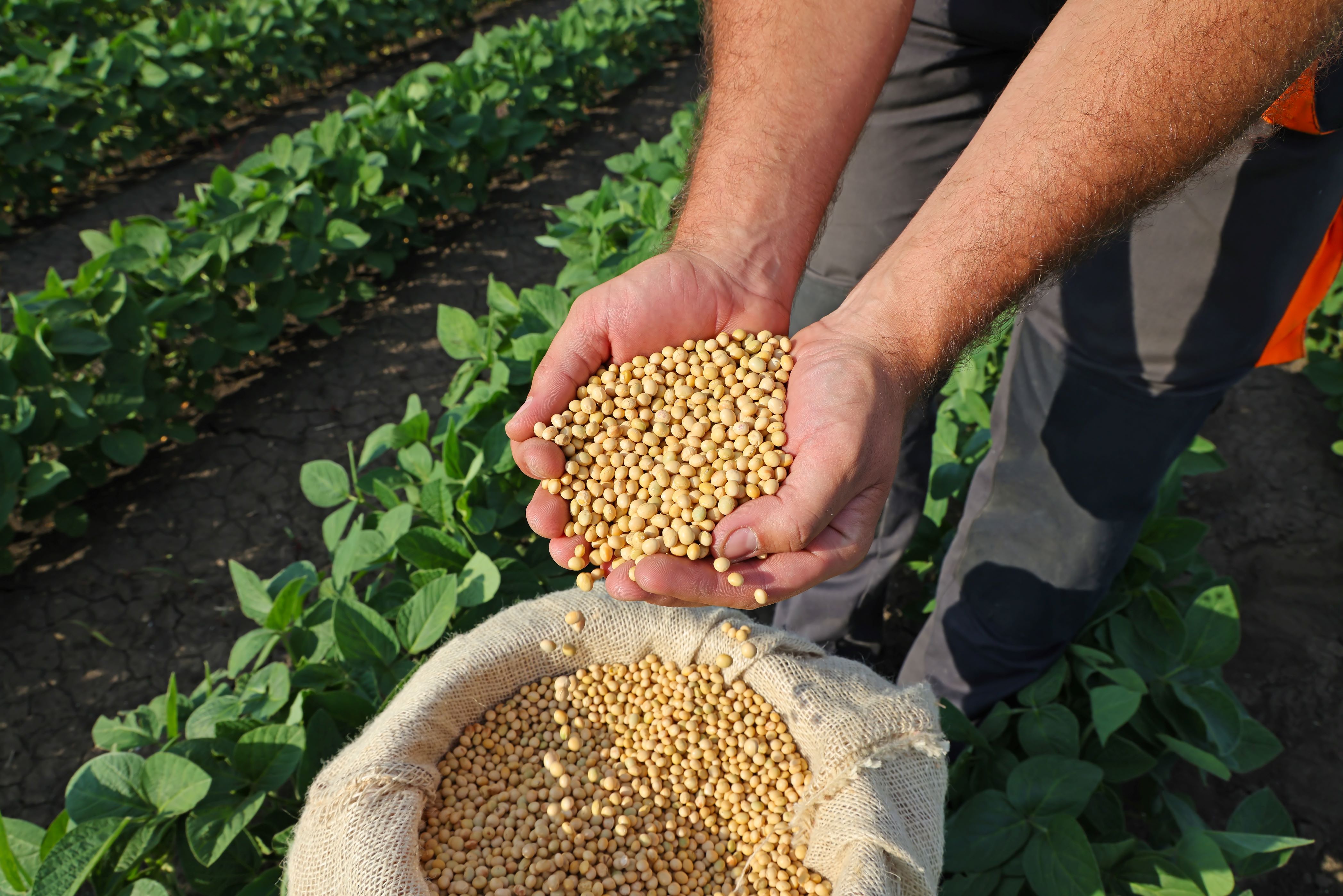 Soy Beans in the hands of a farmer