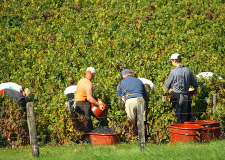 fruitpickers