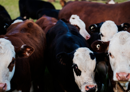 cattle_banner