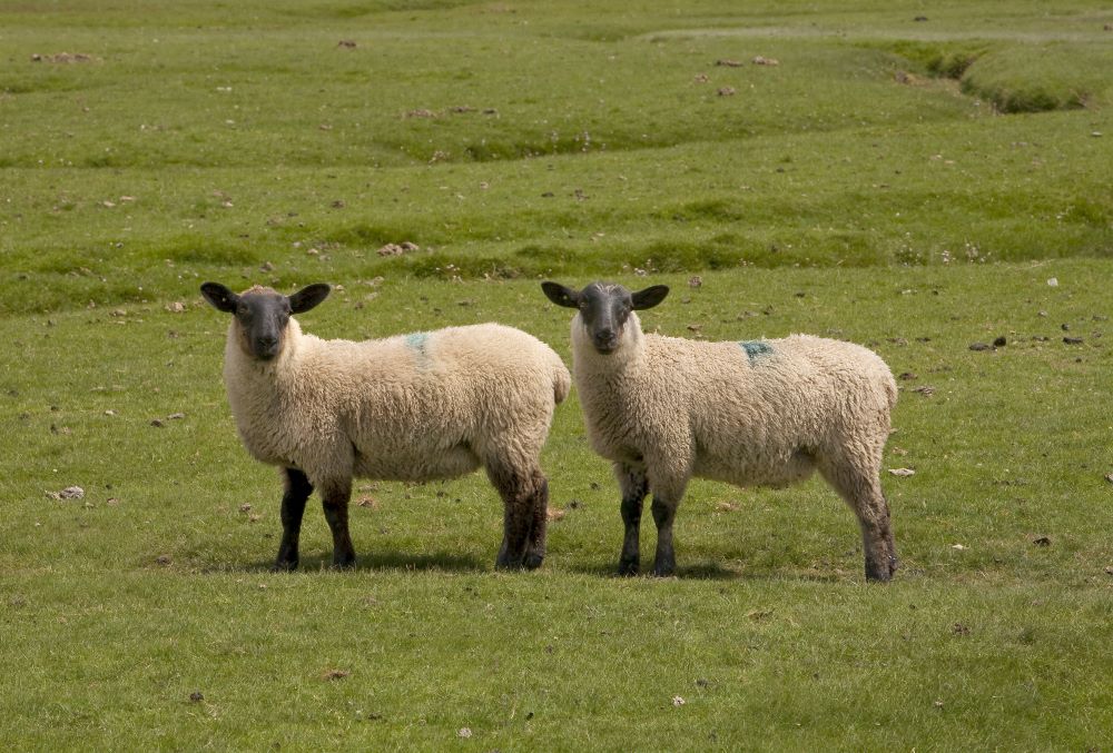 gower lamb